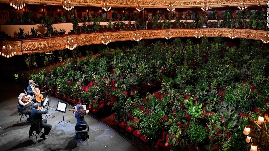 A conductor directing an orchestra to play to a room full of house plants and shrubberies